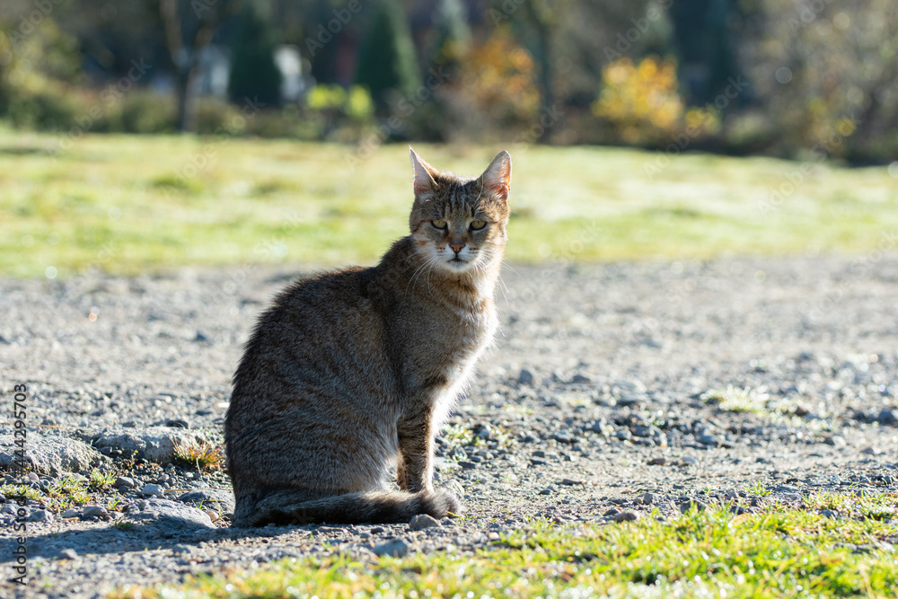 Gray cat outside, looking towards horizon in the morning sunlight Gray cat outside, looking towards horizon in the morning sunlight