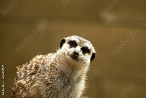 Close-up portrait of funny meerkat suricata - curious meerkat