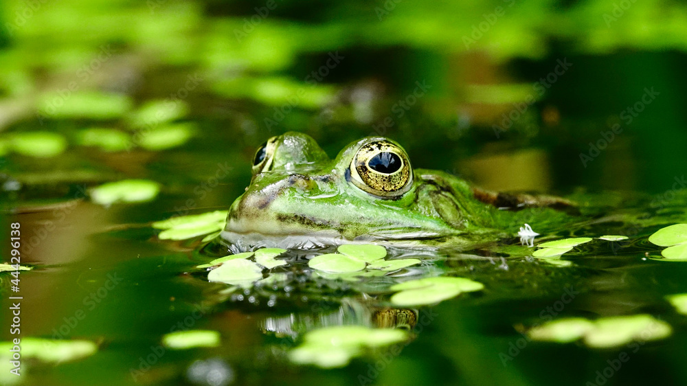 Frosch in einem Teich, aus Wasser schauend Frosch in einem Teich, aus Wasser schauend