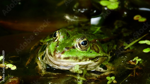 Frosch in einem Teich, aus Wasser schauend