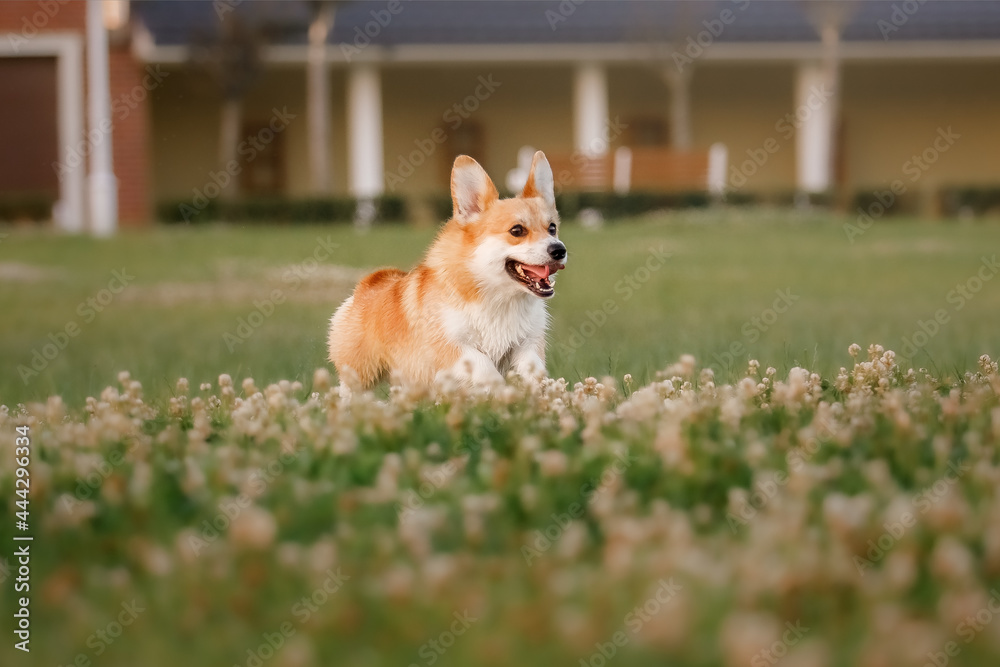 Welsh Corgi dog running outdoor. Cute fluffy dog puppy. Welsh Corgi dog running outdoor. Cute fluffy dog puppy.