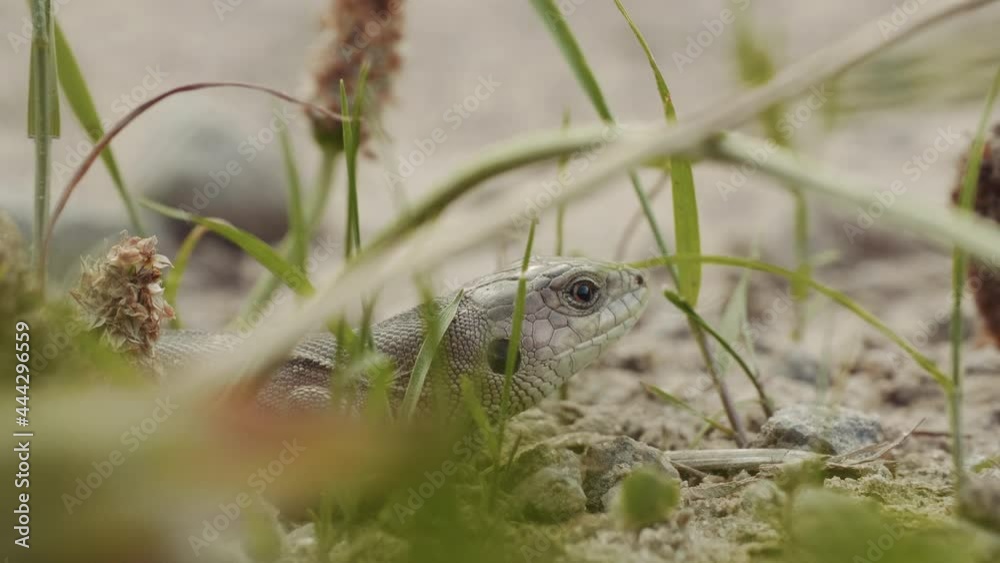 Small lizard looks out the victim on the ground in the forest Small lizard looks out the victim on the ground in the forest