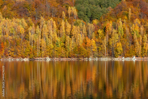 Morning sunlight over birch forest in autumn, reflecting in lake