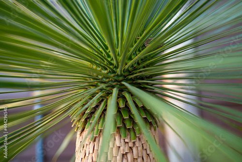 Yucca Rostrata