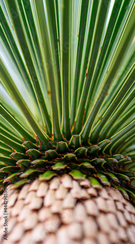 Yucca Rostrata
