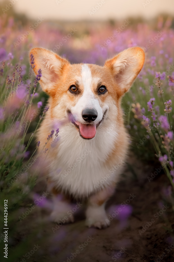 Dog in lavender flowers. Lovely pet. Corgi dog on a lavender field. Pet in nature