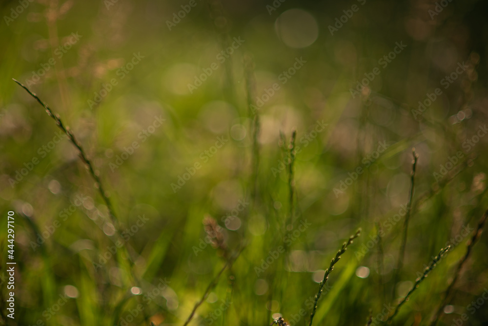 Green meadow grass. Abstract background with bokeh effect. Green meadow grass. Abstract background with bokeh effect.