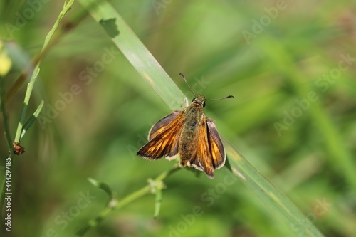 Sylvaine photo