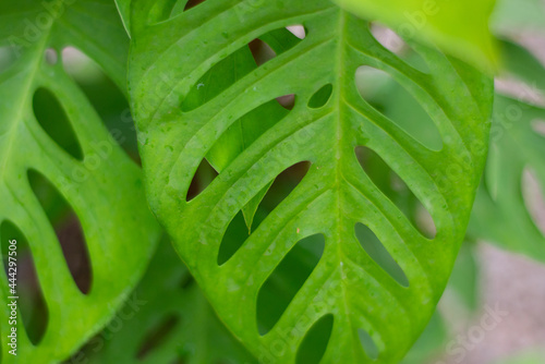 Monstera Adansonii