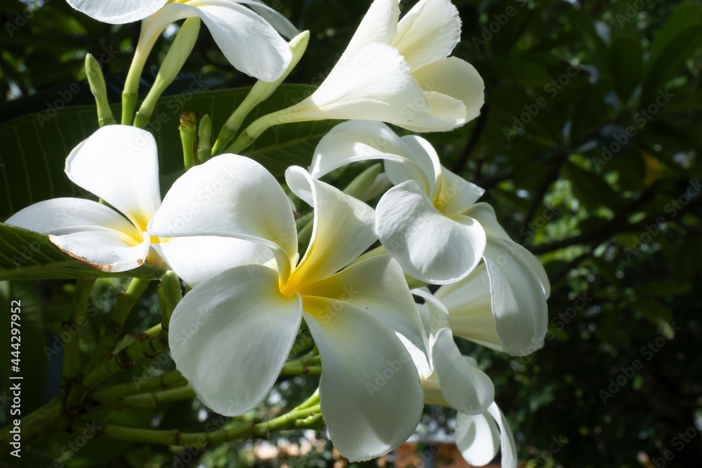 White plumeria beautiful flowers on tree