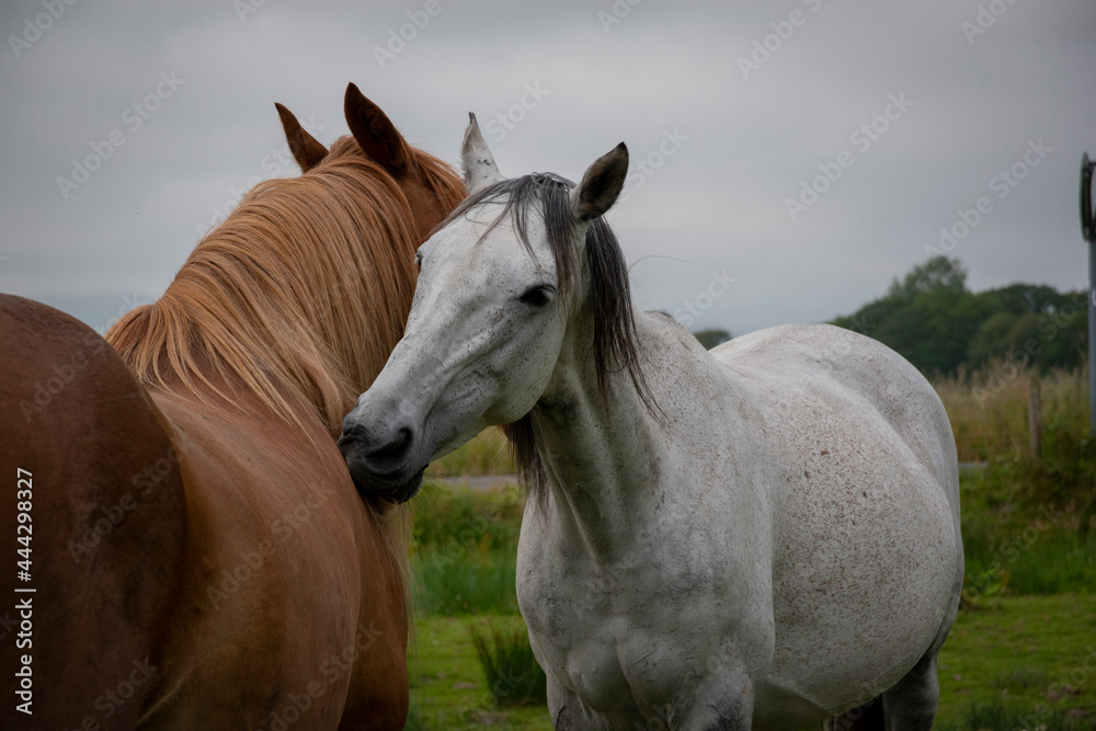 a mare grooming a gelding