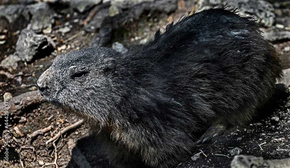 Naklejka premium Marmot sitting near its hole. Latin name – Marmota marmota
