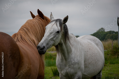 a mare grooming a gelding