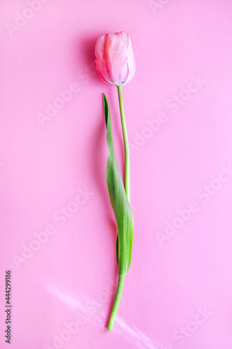 Beautiful pink tulip flower on pink background