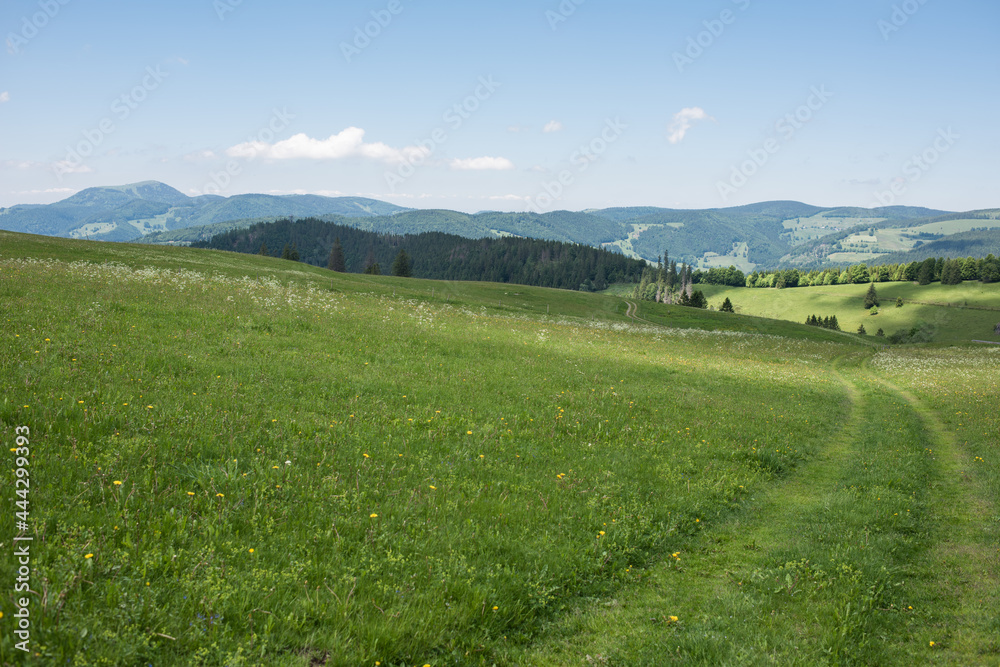 landscape in the southern black forest in germany, on the “Gisiboden Alm”. landscape in the southern black forest in germany, on the “Gisiboden Alm”.