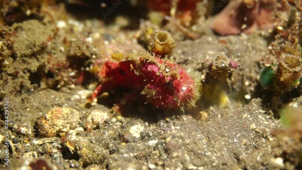 Decorated frog fish on a night hunt. Baby frog fish during a night dive in Bali. Decorated frog fish on a night hunt. Baby frog fish during a night dive in Bali.