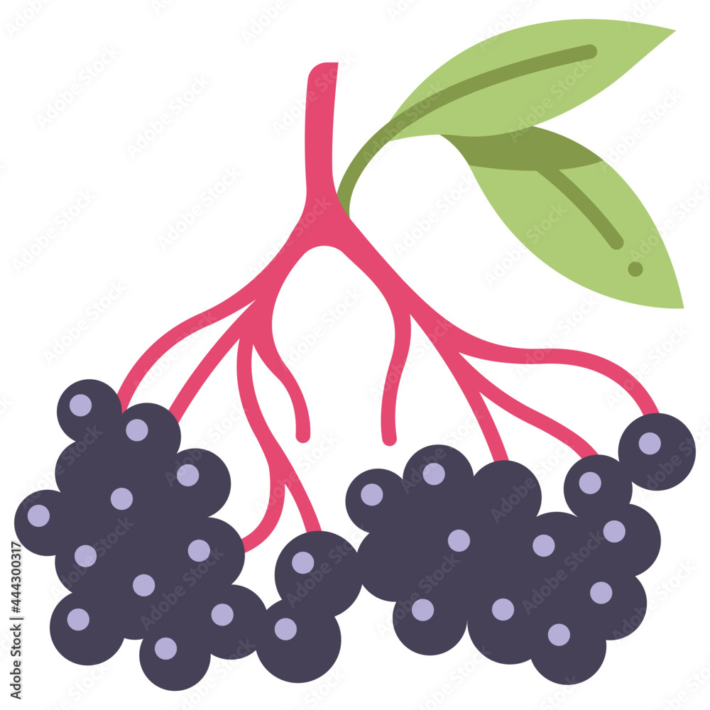 Obraz premium elderberries icon