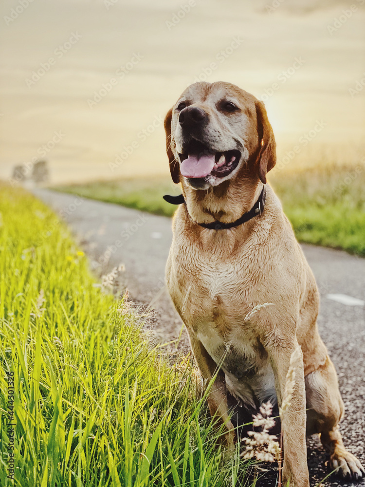 Labrador dog in sunset sitting. Wet and tired of playing. High quality photo Labrador dog in sunset sitting. Wet and tired of playing. High quality photo