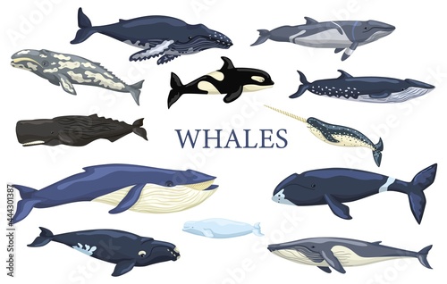 Set whales isolated on white background. Collection ocean animals photo