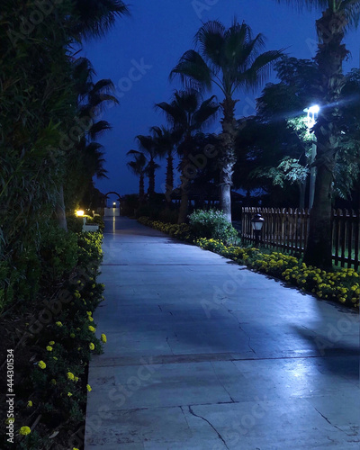 beautiful summer night landscape. the road is made of asphalt and palm trees, flowers and lanterns on the sides. travel mobile photos © Natalia Flurno Lúna