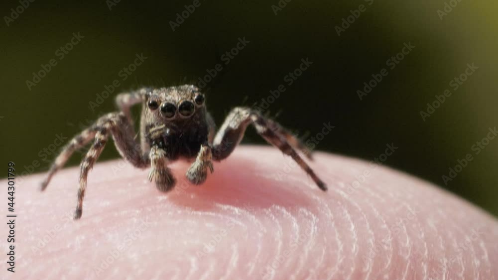 Jumping Spider insect, family Salticidae, on the human skin of hand, macro closeup