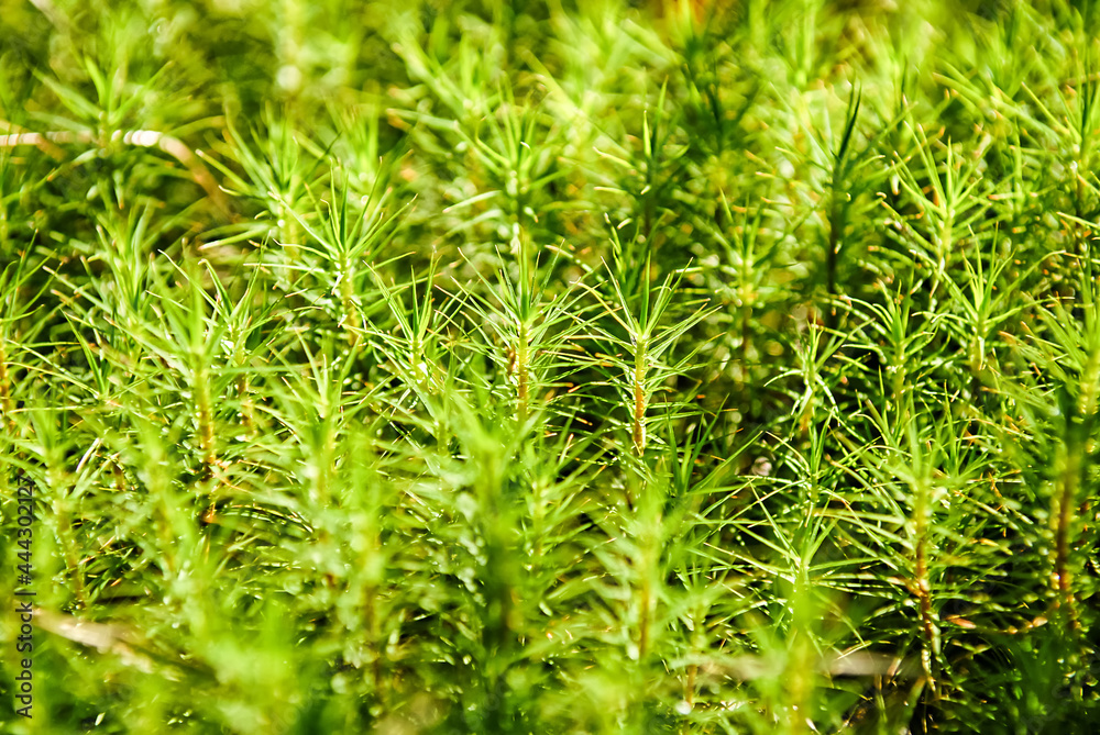 green grass background green grass background