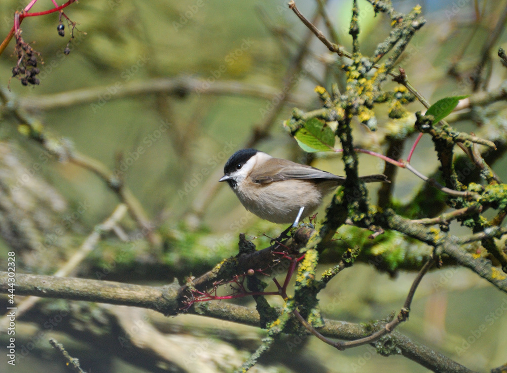 Obraz premium Marsh tit (Poecile palustris) on a branch