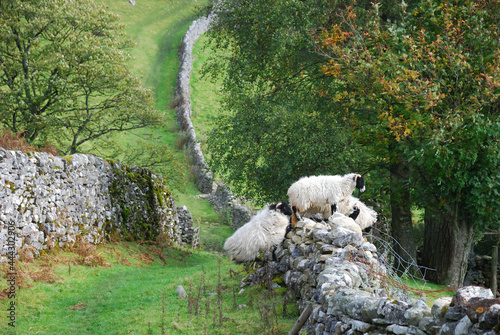 Sheep in British national parks