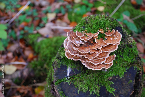 Turkey tail mushroom (Trametes versicolor)