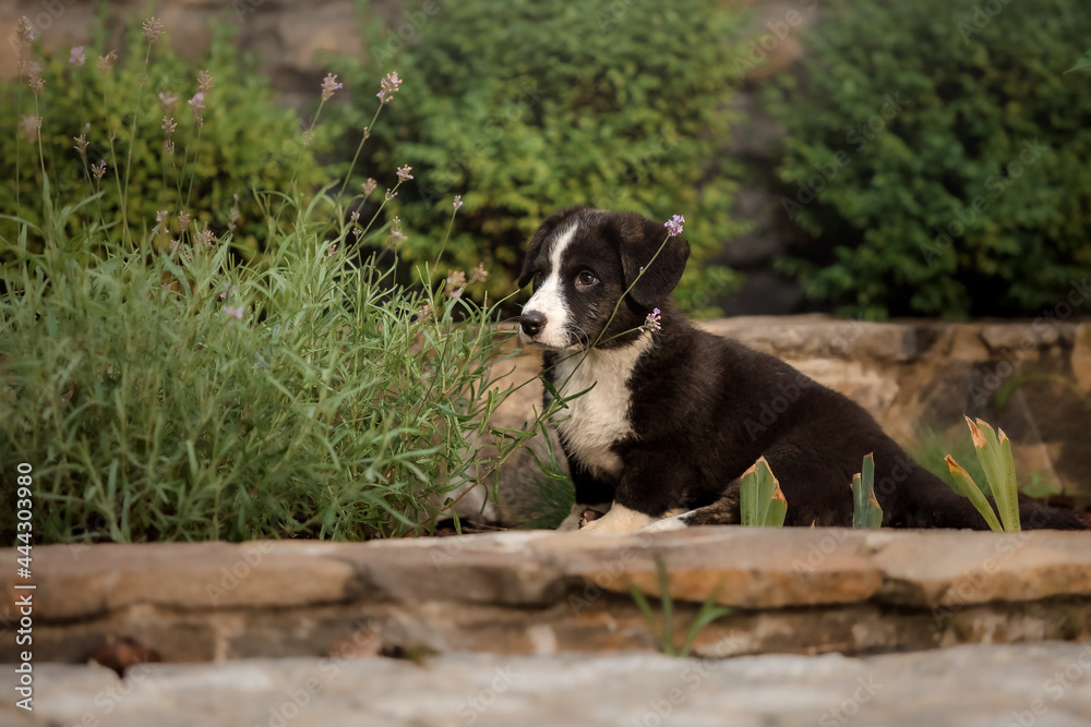 Welsh Corgi Cardigan cute fluffy dog puppy. Welsh Corgi Cardigan cute fluffy dog puppy.