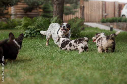 Happy puppies playing and running together outdoors. Corgi dogs. Dog kennel.