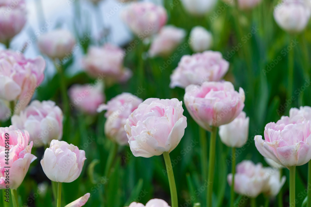 Fototapeta premium Bright flowers of tulips on a tulip field on a sunny morning