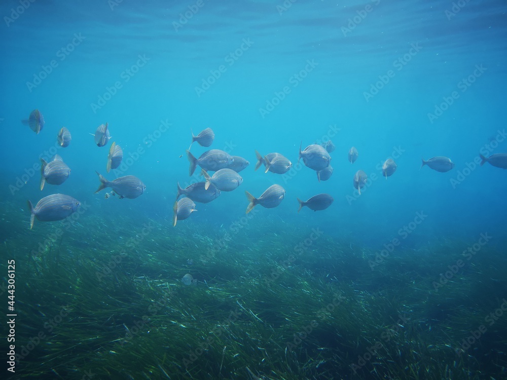 Fototapeta premium Cala Giverola, Tossa de Mar, Gerona, Cataloña, España