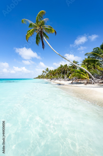 Coconut tree on a tropical island in the South Seas photo