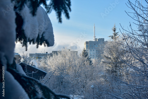 Принти на полотні tree branches frozen in winter