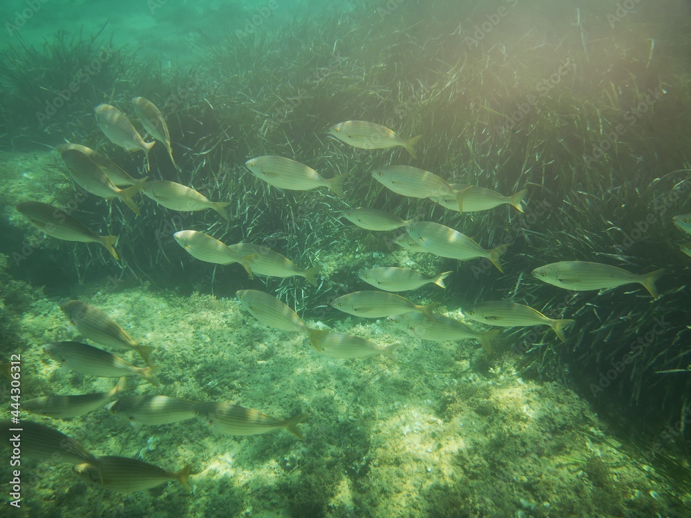 Fototapeta premium Cala Giverola, Tossa de Mar, Gerona, Cataloña, España