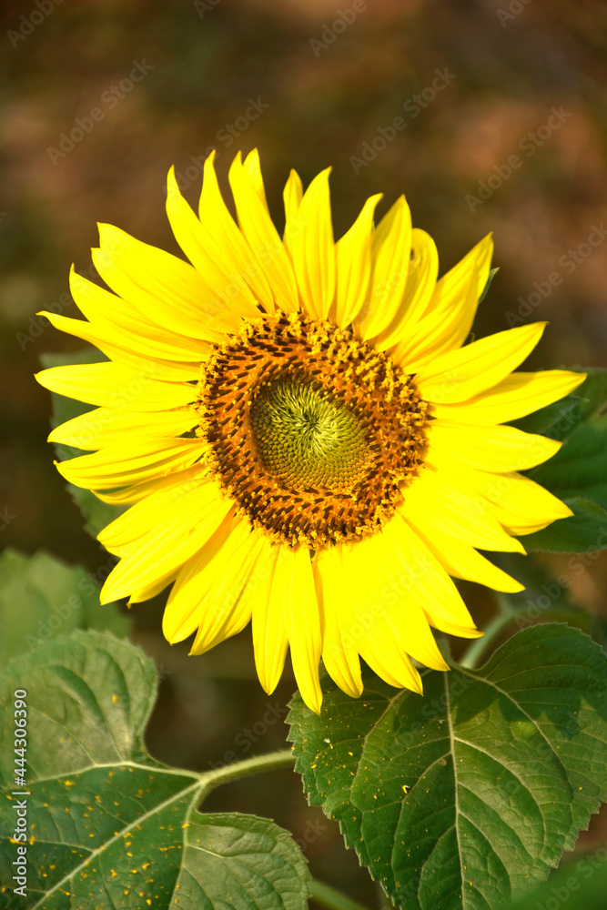 The blooming sunflower, yellow flower with orange blossom pollen and fresh green leaves, is the focus of the park. The blooming sunflower, yellow flower with orange blossom pollen and fresh green leaves, is the focus of the park.