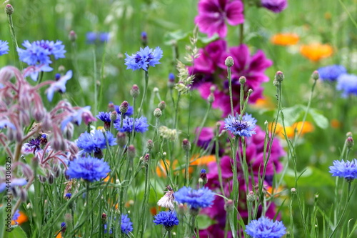 Flowering meadow. Purple wild mallows, blue cornflowers, marigolds. Selected focus.