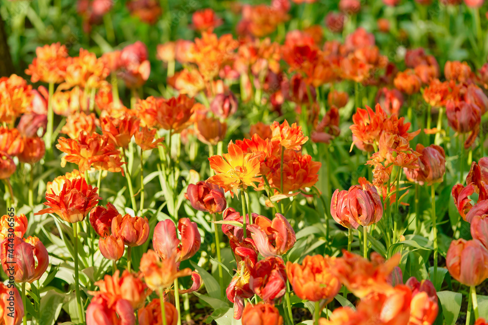 Bright flowers of tulips on a tulip field on a sunny morning Bright flowers of tulips on a tulip field on a sunny morning