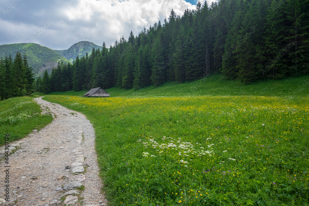 Jaworzynka Valley in June. Tatra Mountains.