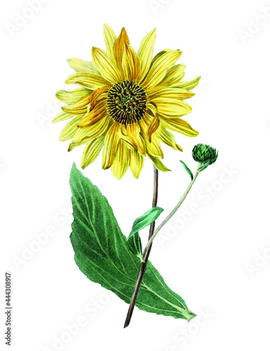 Hand drawn sunflower design element Free download It`s perfect for fabrics, t-shirts, mugs, decals, pillows, logo, pattern and much more!