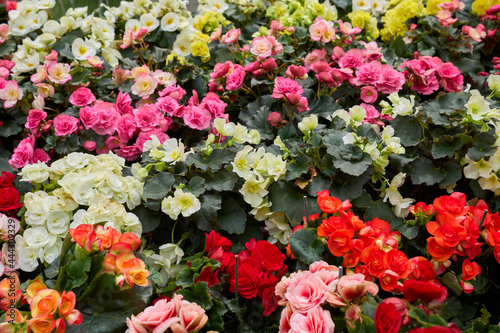 Tuberous begonias