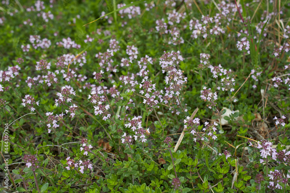 Thymus serpyllum in bloom