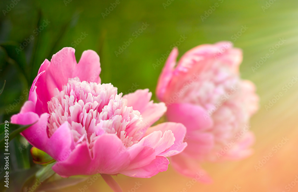pink peony flowers close-up in sunbeams. Soft focus in the setting sun