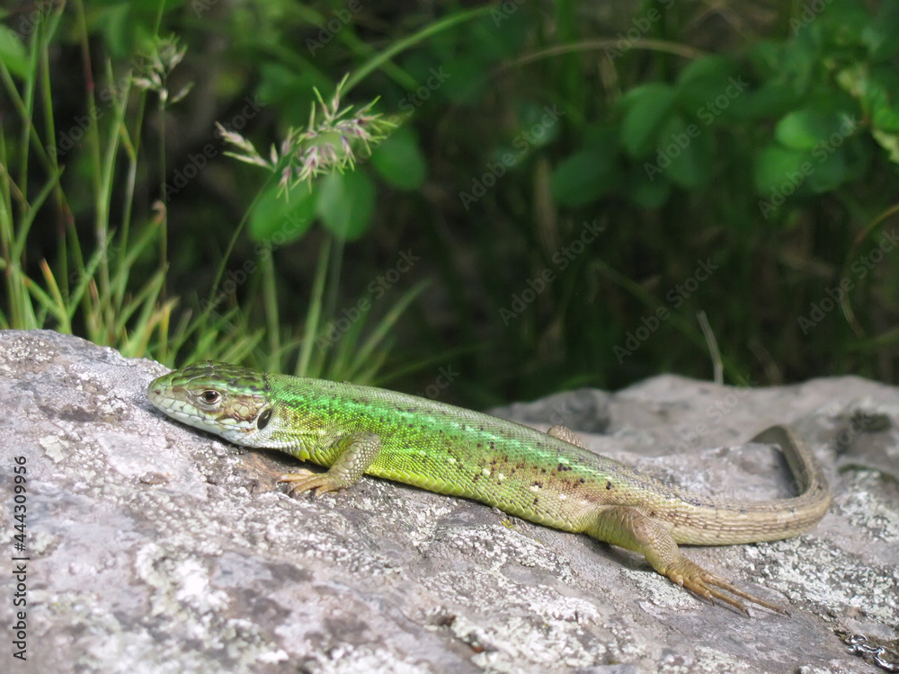 Young Green lizard basking in the sun on a rock Young Green lizard basking in the sun on a rock