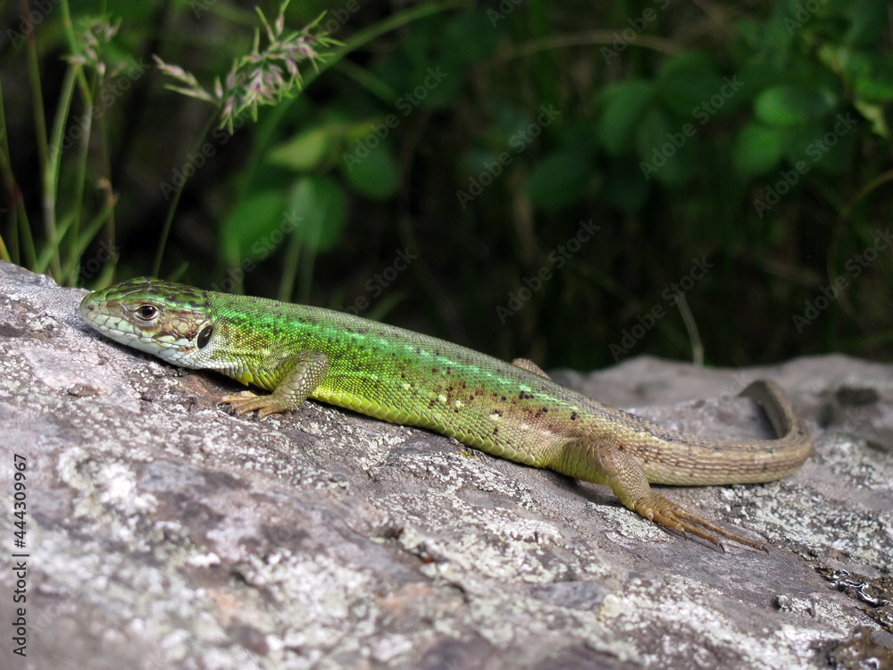 Lacerta viridis young lizard basking in the sun on a rock	