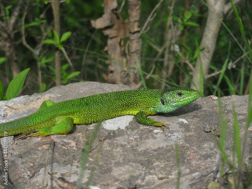 Green lizard Lacerta male basking in the sun on a rock 