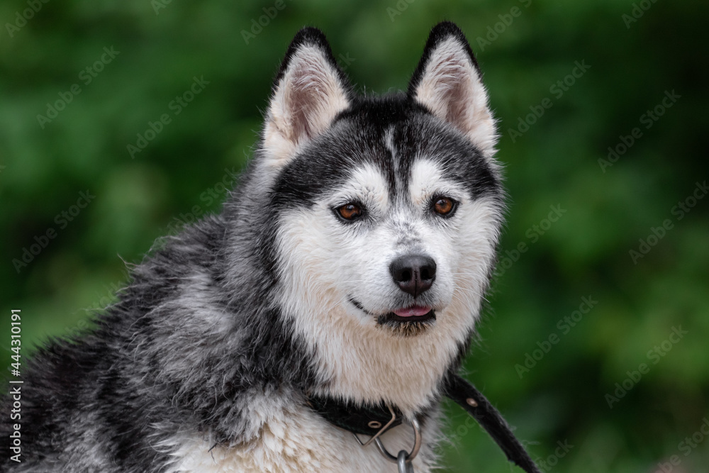 Close-up portrait of a funny Siberian Husky dog with wet hair of black-white color with brown eyes outdoors after swimming in a pond on a blurred green background of trees or bushes. Close-up portrait of a funny Siberian Husky dog with wet hair of black-white color with brown eyes outdoors after swimming in a pond on a blurred green background of trees or bushes.
