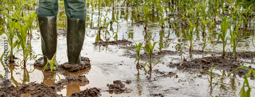 A farmer stands in his flooded maize field with rubber boots. Extreme weather such as torrential rain, causing more and more crop failures..