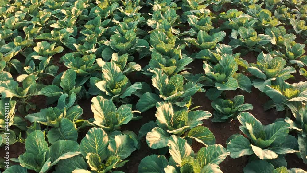 An aerial shot of young cabbage field ripening at summer season, agricultural landscape An aerial shot of young cabbage field ripening at summer season, agricultural landscape